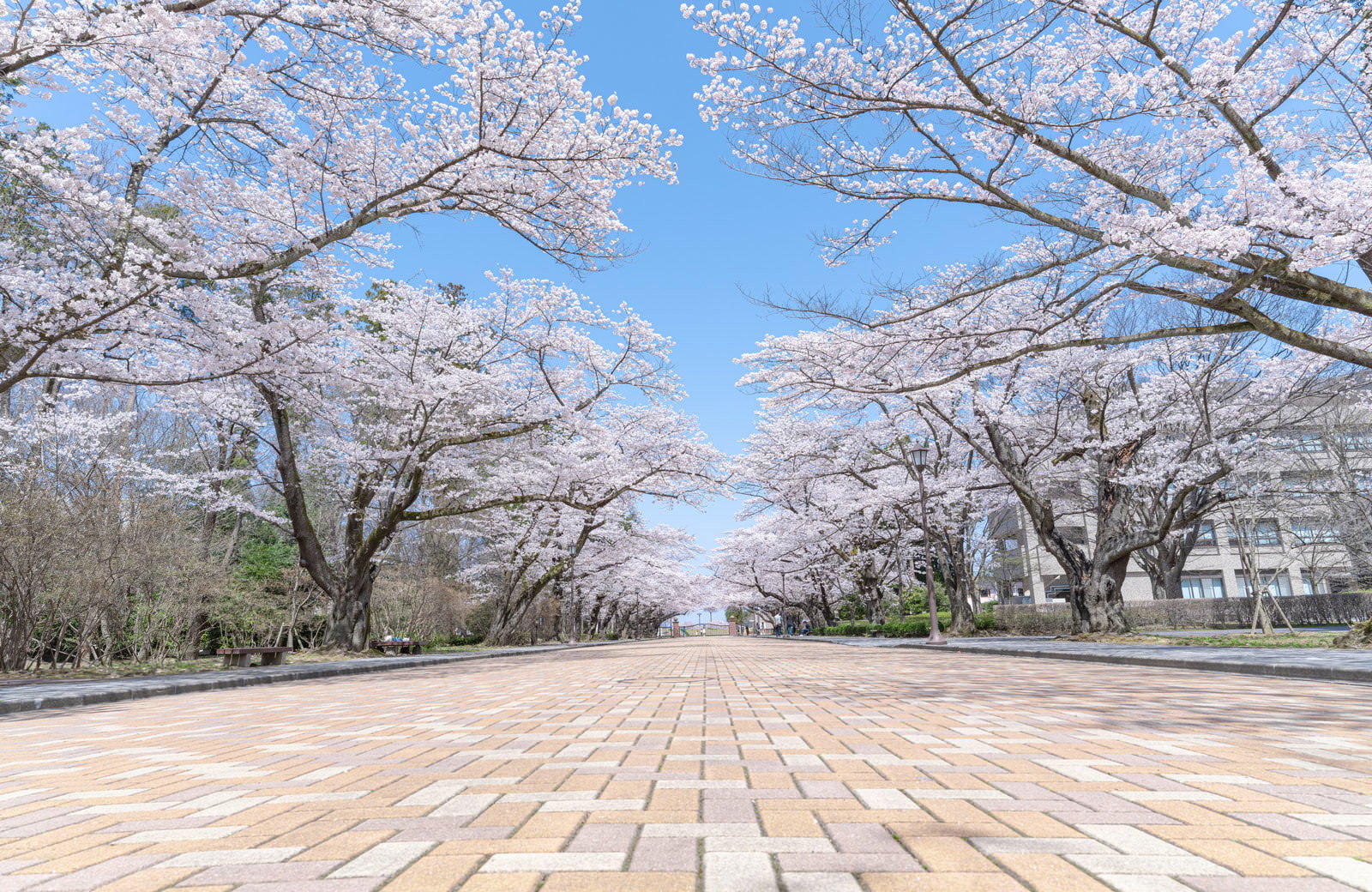 石畳の歩道に続く満開の桜並木と青空