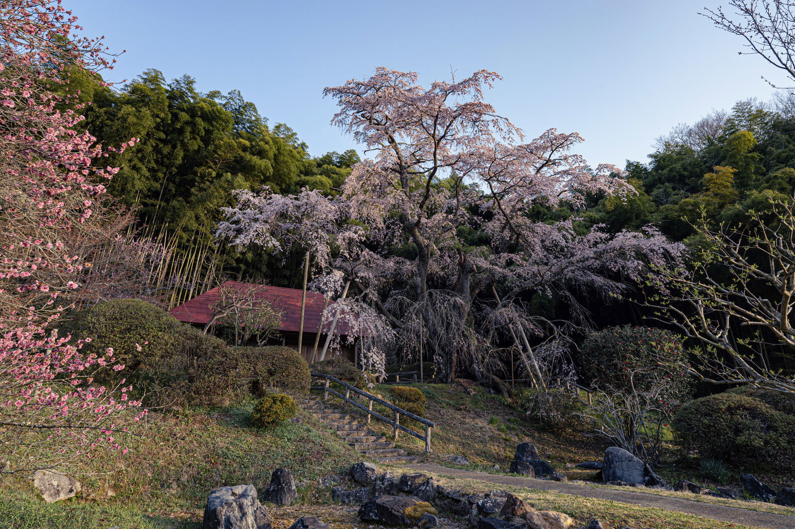 石段の奥に見える赤い屋根の建屋と、満開の桜が咲き誇る春の庭園風景