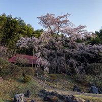 郡山市雪村桜の庭園と石段、春の桜並木風景の写真