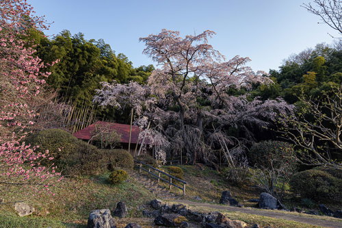 郡山市雪村桜の庭園と石段、春の桜並木風景
