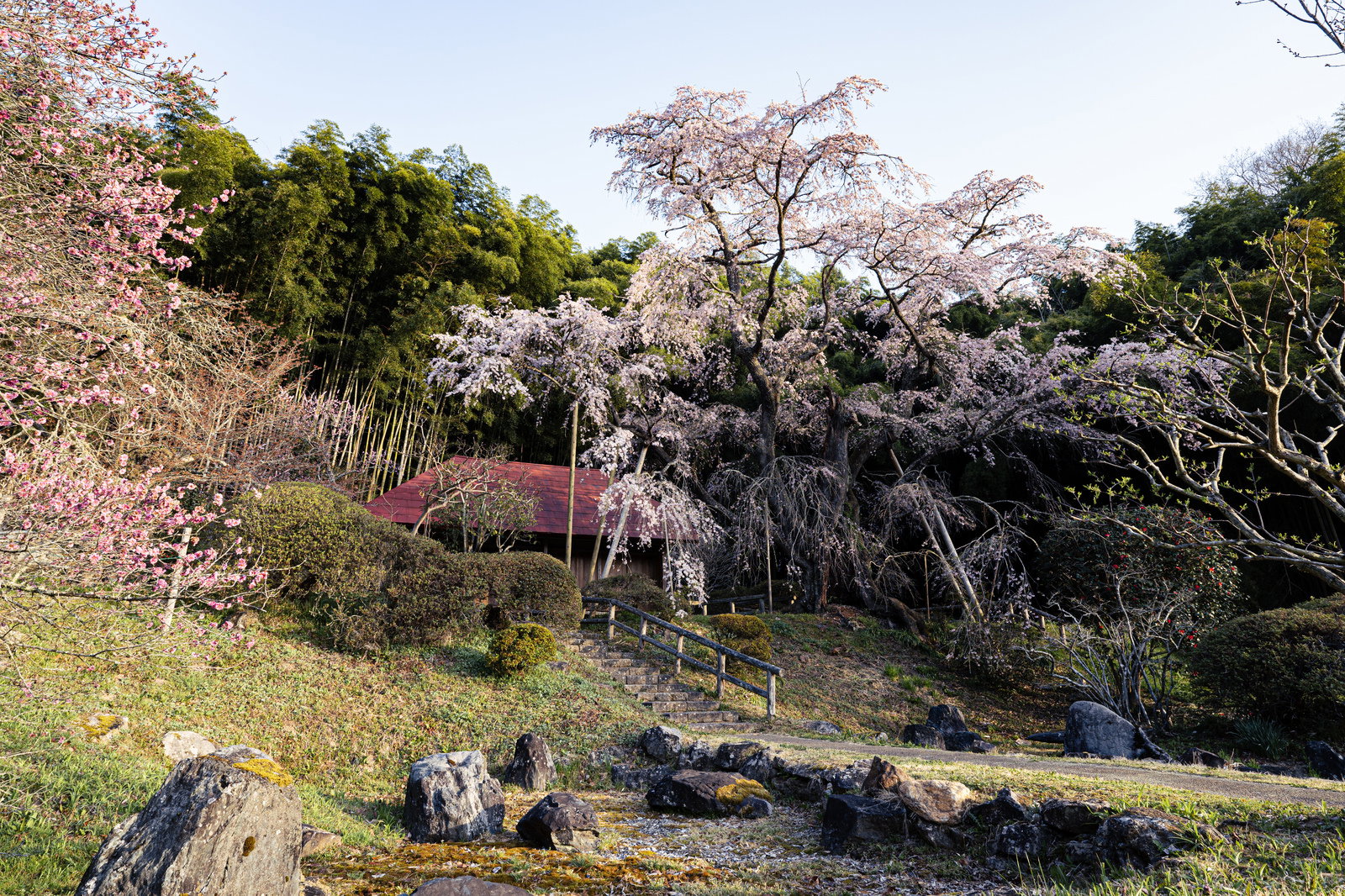 雪村庵の庭園に咲く満開の雪村桜、薄紅色の花が建物を包む春の風景