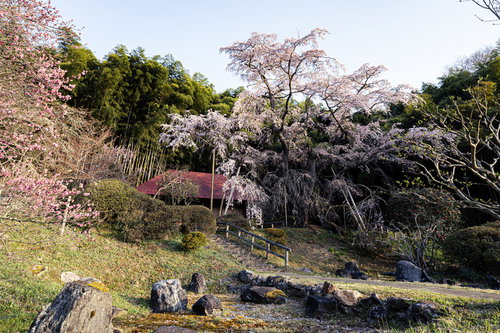 福島県郡山市の雪村庵と満開の雪村桜の春景色