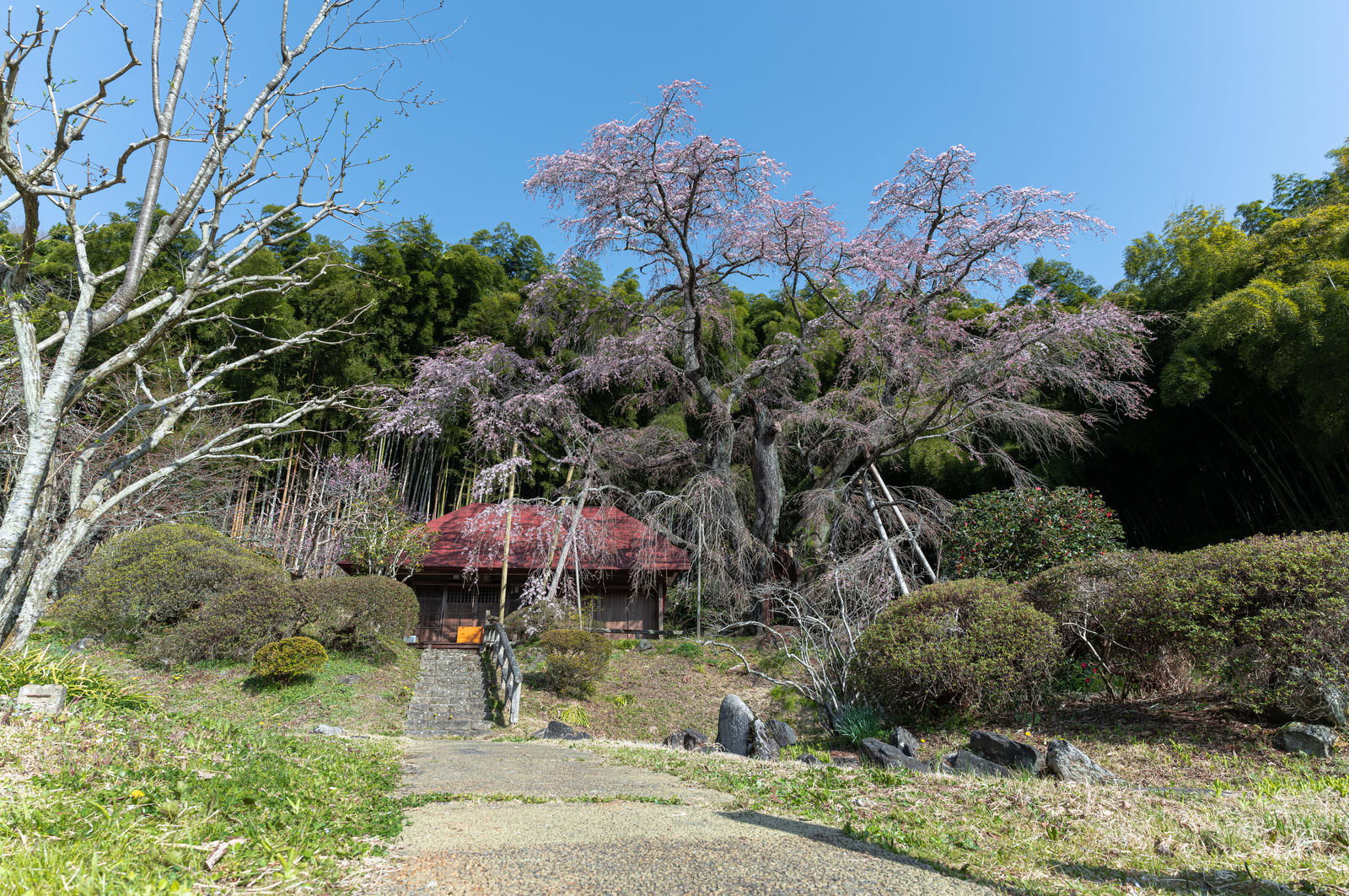 庵へと続く参道に咲く樹齢の古い雪村桜の一本桜。しだれ状の花が満開で、周囲を竹林や常緑樹に囲まれている