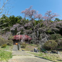 福島県郡山市の庵へ続く参道に咲く雪村桜の一本桜の写真