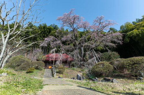 福島県郡山市の庵へ続く参道に咲く雪村桜の一本桜