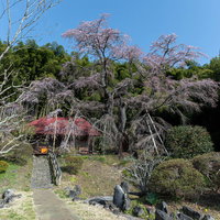 雪村桜と庵へと続く石段の道 郡山市の春の一本桜の写真