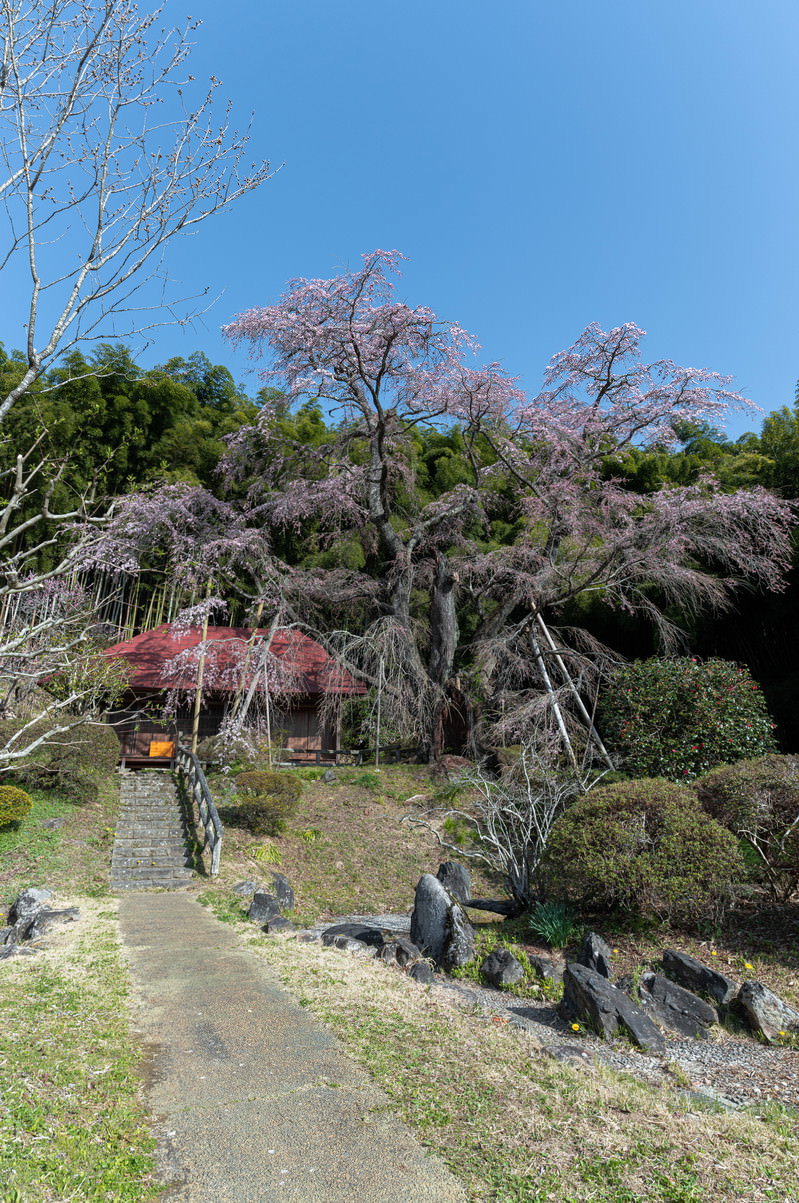 満開の雪村桜と石段の先にある茅葺き屋根の庵への道
