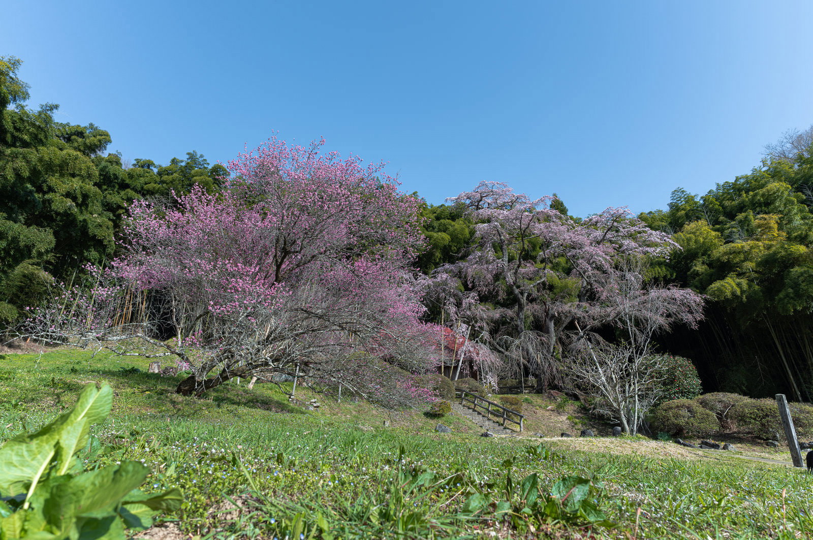竹林を背景に満開の雪村桜が咲く庵の春の風景