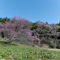 福島県郡山市の庵に咲く雪村桜と竹林が競う春の風景の写真