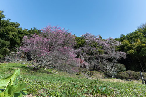 福島県郡山市の庵に咲く雪村桜と竹林が競う春の風景