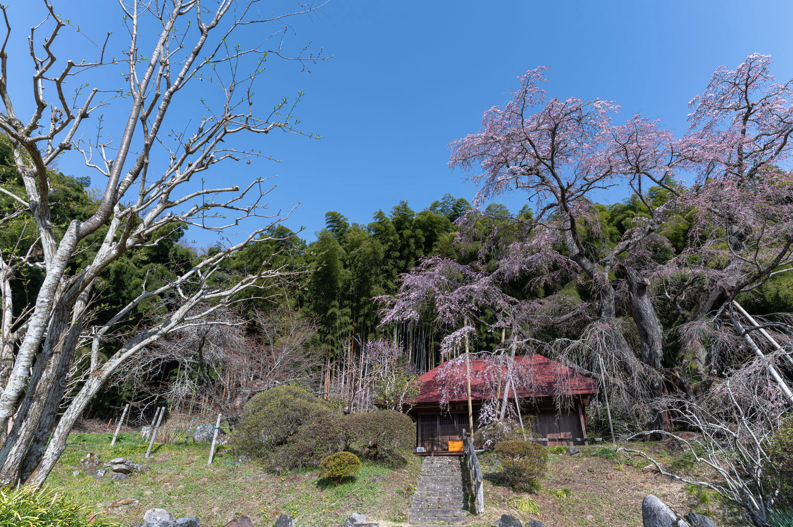 青空の下、庵の周囲に立つ竹林と薄紫の花を咲かせた雪村桜の風景