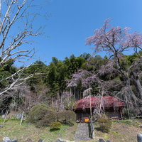 庵を囲う竹林と薄紫に咲く雪村桜の春景色の写真