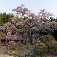 庵を覆う竹林と薄紅色に咲く雪村桜、福島県の春の一本桜の写真