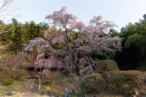 庵を覆う竹林と薄紅色に咲く雪村桜、福島県の春の一本桜
