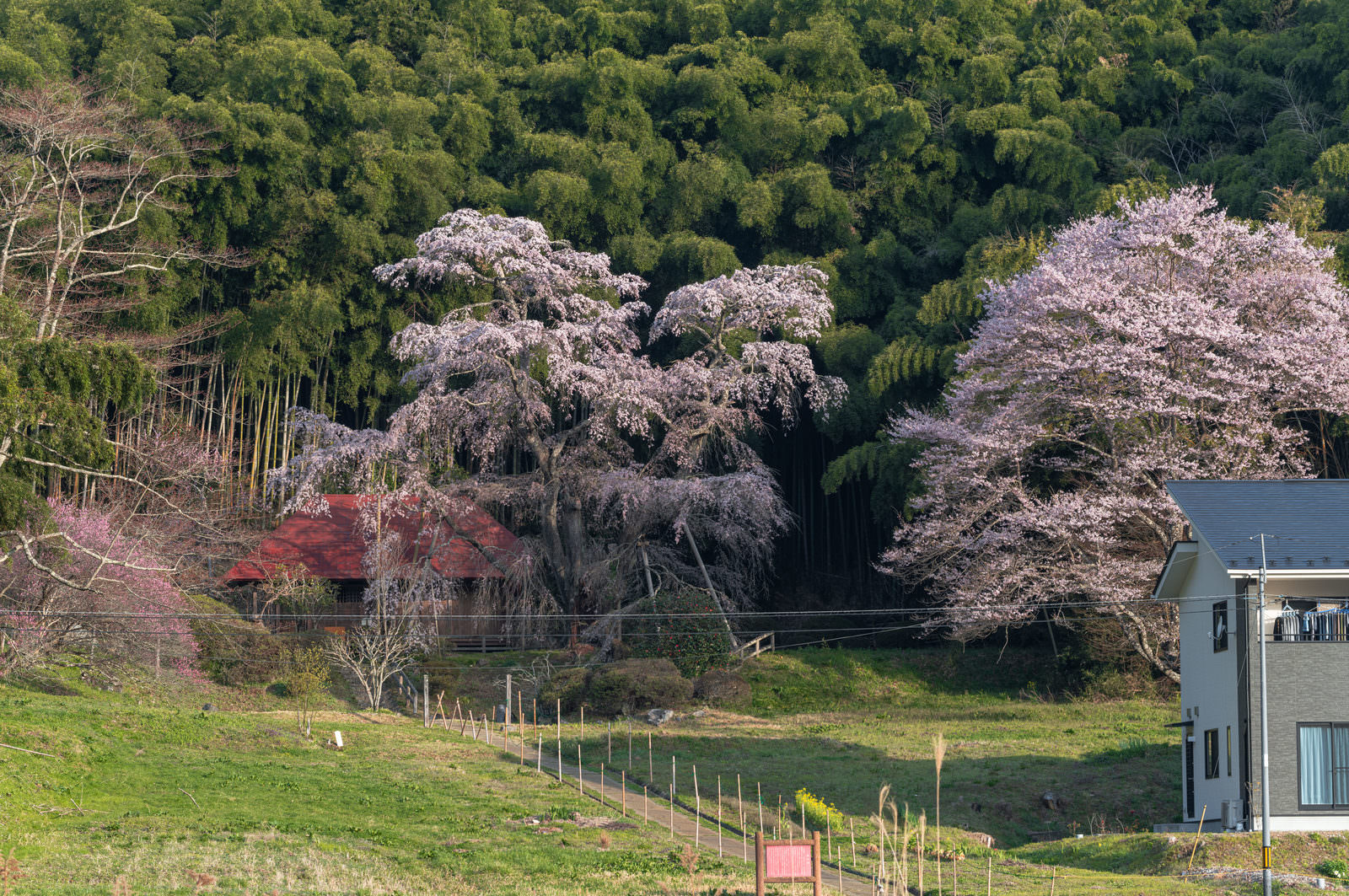 満開の雪村桜が咲く庵への里山の春の風景。雑木林と農地、家屋が見える