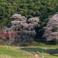雪村桜と庵へ続く里山の春景色｜福島県郡山市の枝垂れ桜と農村風景の写真