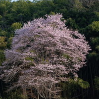 竹林を背景に咲く郡山市の雪村桜、一本の満開桜の写真