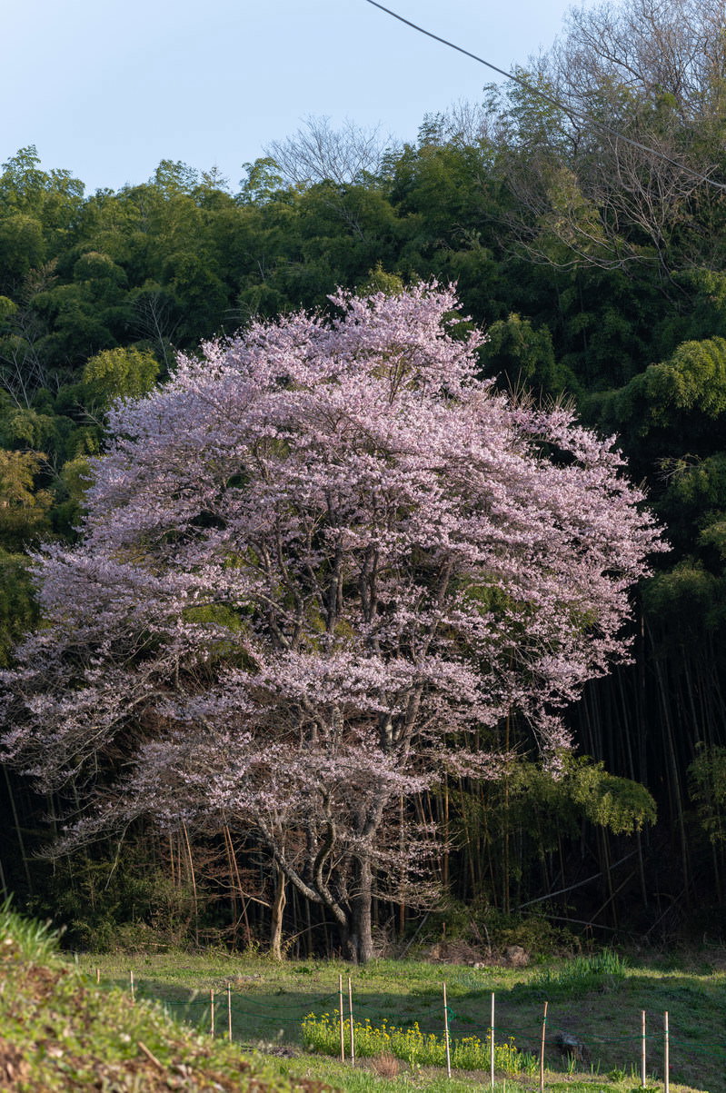 竹林を背景に満開のピンク色の桜が一本立っている春の風景