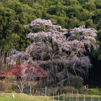 郡山市の雪村桜、淡いピンクに満開咲く一本桜の写真