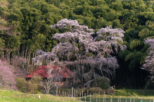 郡山市の雪村桜、淡いピンクに満開咲く一本桜
