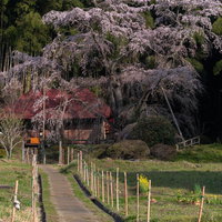 満開の雪村桜が咲く庵へと続く一本道と新緑の写真