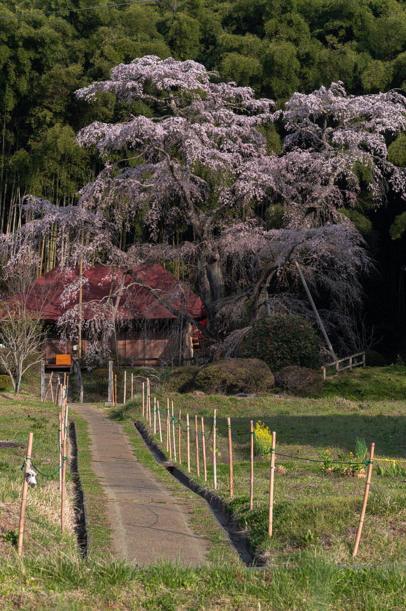 満開の雪村桜が咲く丘に建つ庵へと続く一本道と木製の柵