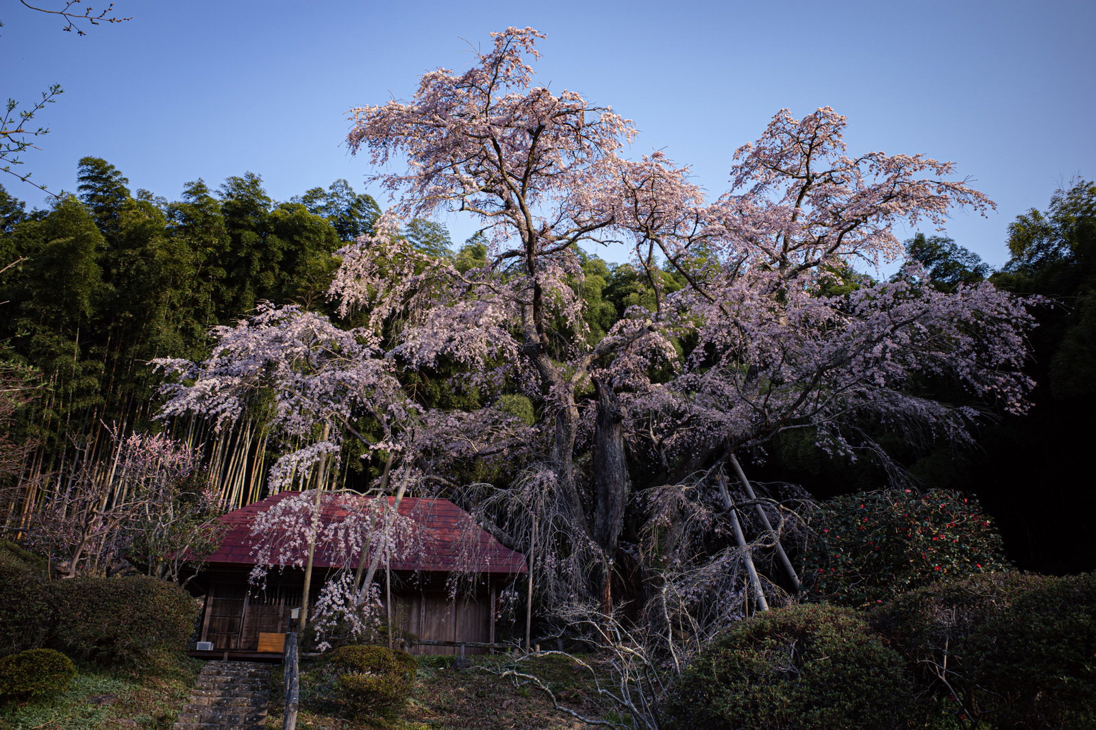 薄紫の空を背景に満開に咲く雪村桜の美しい風景