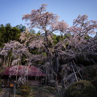 福島県郡山市の雪村桜が満開に咲く夜桜の風景の写真