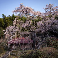 雪村桜と竹林のコントラスト、赤い庵を背景にした春景色の写真