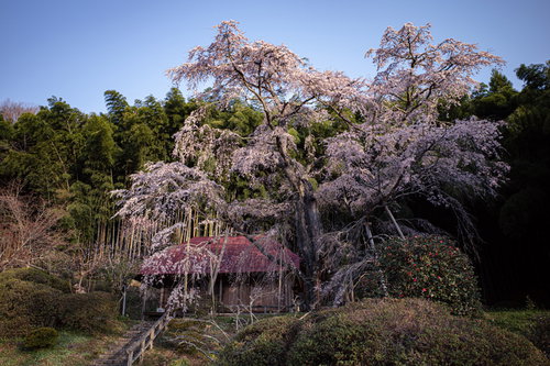 雪村桜と竹林のコントラスト、赤い庵を背景にした春景色