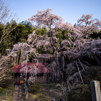 庵へ続く石畳の道と雪村桜の満開、春の風情の写真