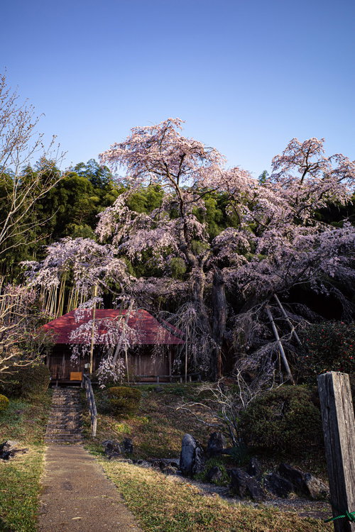 庵へ続く石畳の道と雪村桜の満開、春の風情