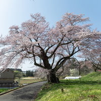 推定樹齢500年の弥明の桜、青空の下で満開に咲く一本桜の写真