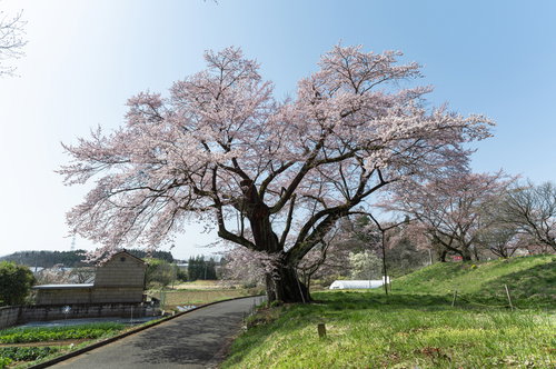 推定樹齢500年の弥明の桜、青空の下で満開に咲く一本桜