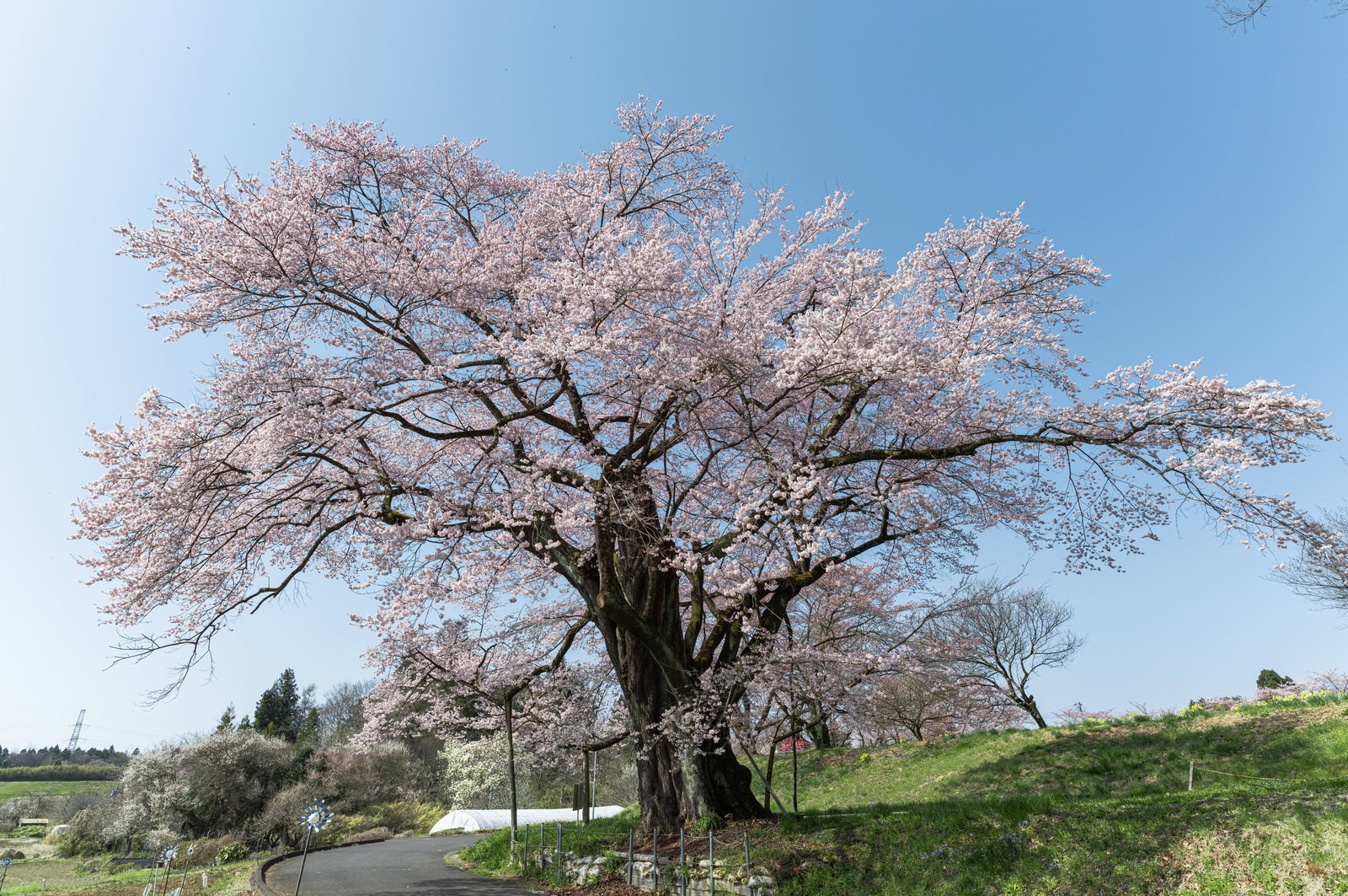 樹齢800年以上の弥明の桜が満開で、大きく広がった枝全体にピンク色の花が咲いている