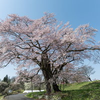 樹齢推定800年以上、大きく枝を広げる弥明の桜の写真