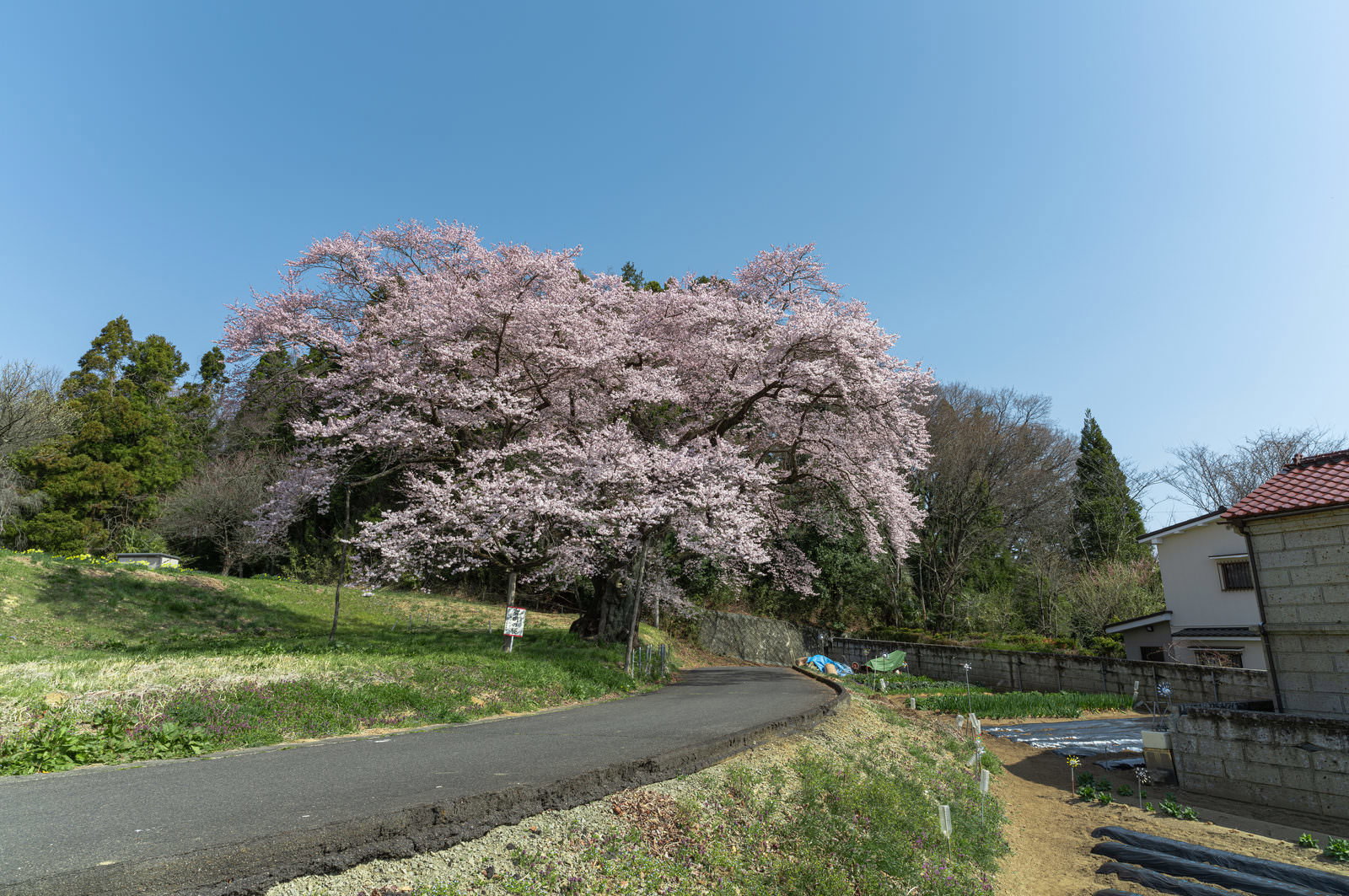 農村の道沿いに咲く弥明の桜