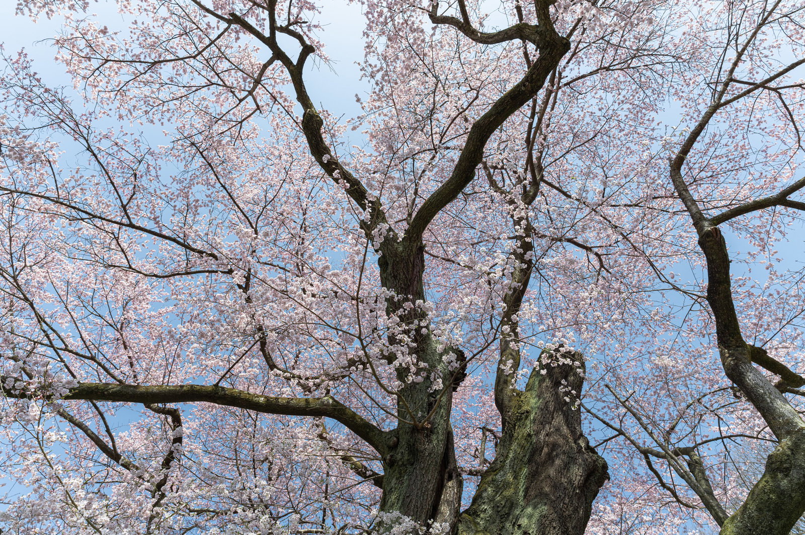 満開の弥明の桜を見上げたアングルで撮影した春の風景