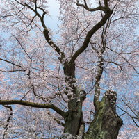 見上げた弥明の桜、樹齢300年超のエドヒガン桜が満開に咲く春の一本桜の写真