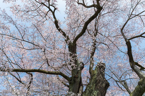 見上げた弥明の桜、樹齢300年超のエドヒガン桜が満開に咲く春の一本桜