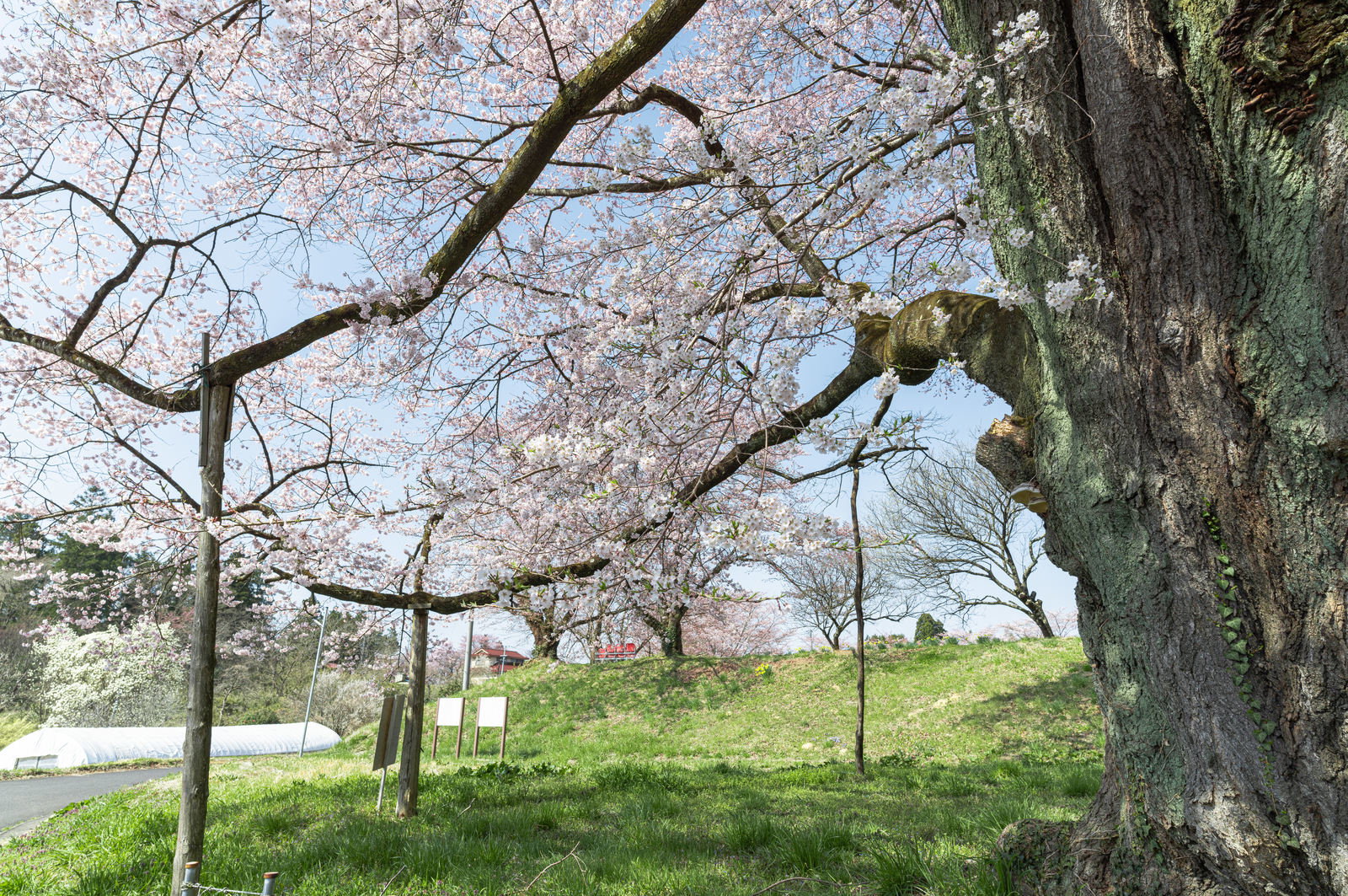 推定樹齢500年の弥明の桜の満開の枝を支える木製の柱木