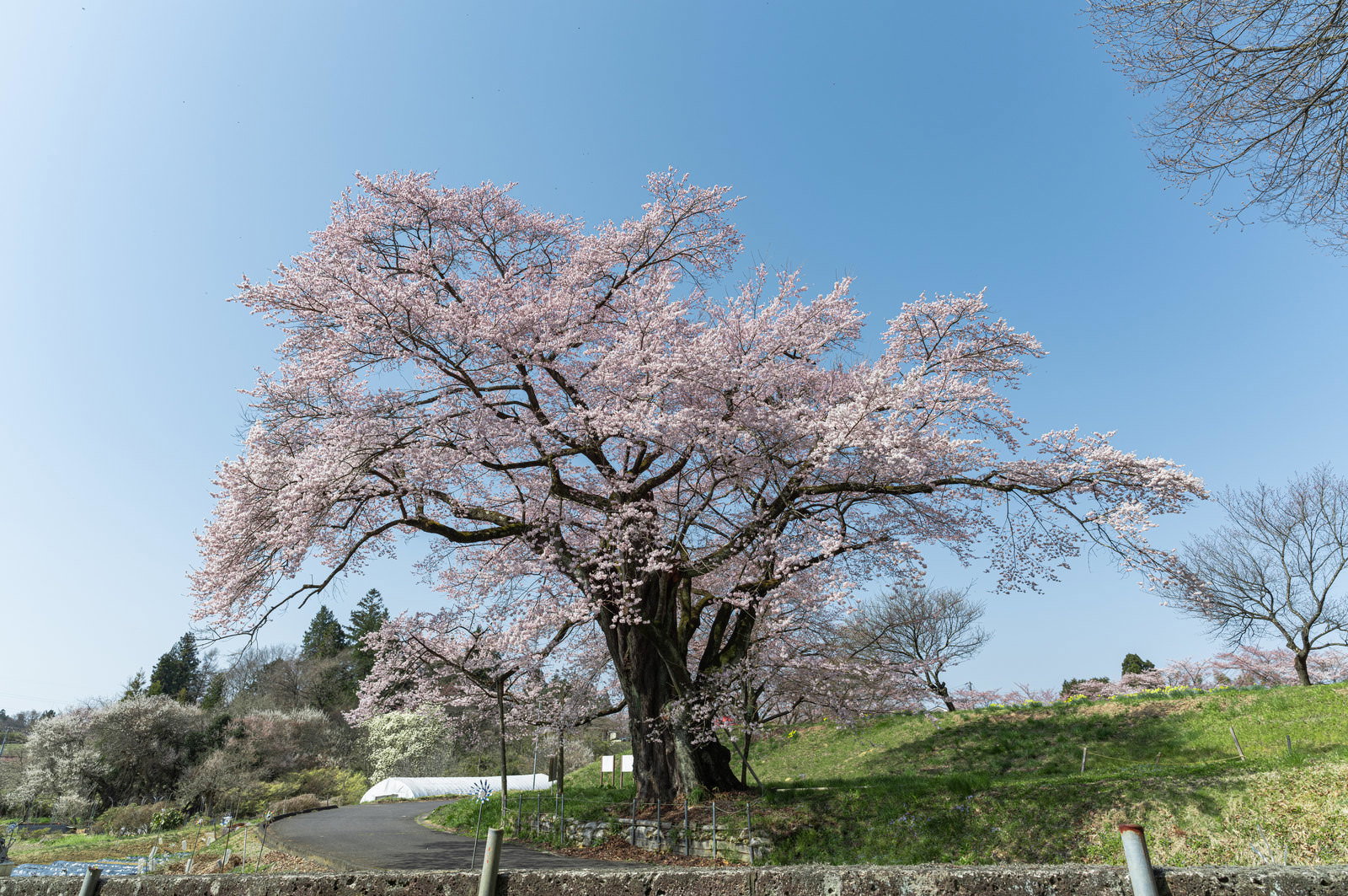 青空を背景に満開に咲く弥明の桜（エドヒガン）の一本桜