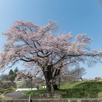 青空に映える弥明の桜、満開のエドヒガン一本桜の写真