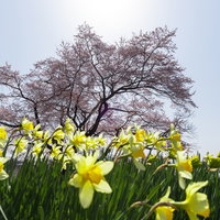 満開の弥明の桜と黄色い水仙の春景色の写真