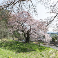 弥明の桜と落ちる影、樹齢300年超の一本桜の写真
