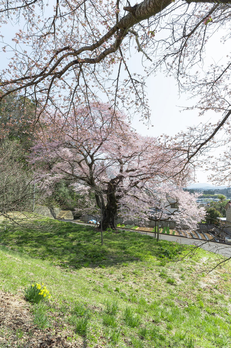 太い幹から広がる枝に薄紅色の桜の花が満開に咲き、地面に影が映る