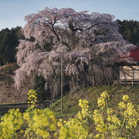 菜の花畑に咲く上石の不動ザクラ～春の里山風景～の写真