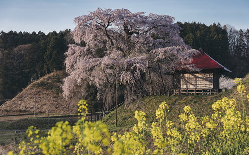 菜の花畑に咲く上石の不動ザクラ～春の里山風景～