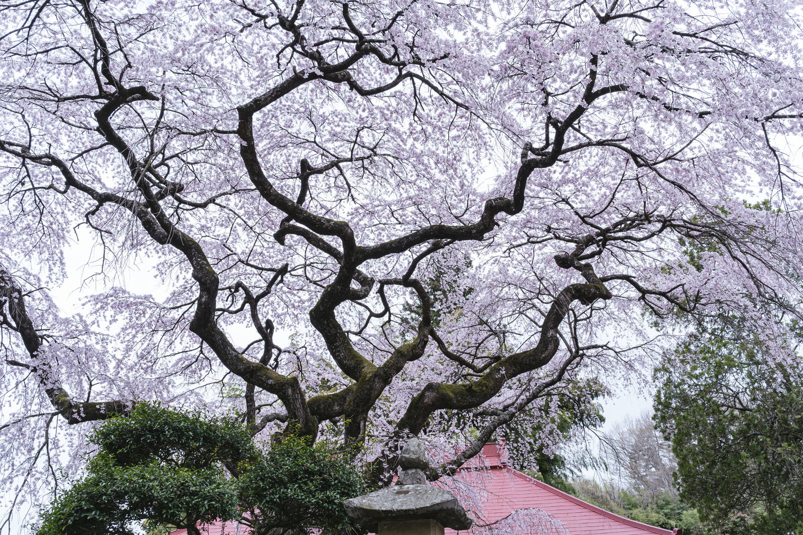 満開の枝垂れ桜が美しく咲く水月観音堂の春の風景