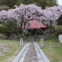 常林寺の水月観音堂へと続く桜咲く石畳の参道の写真
